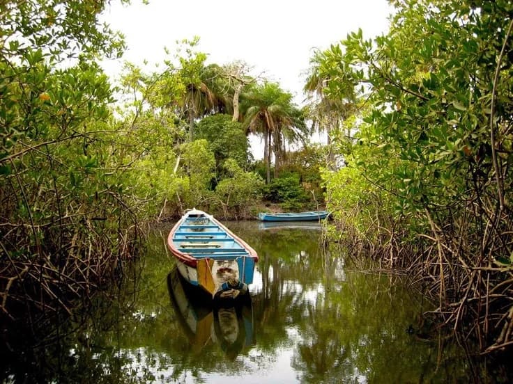 Kayak en manglares