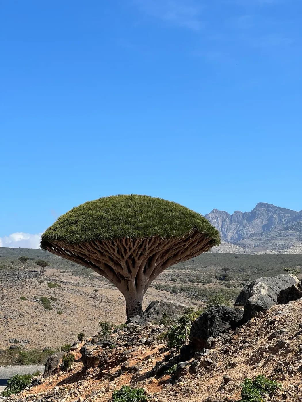 Bosque de dragos milenarios