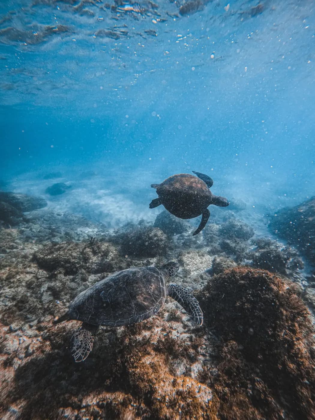 Snorkel con tortugas
